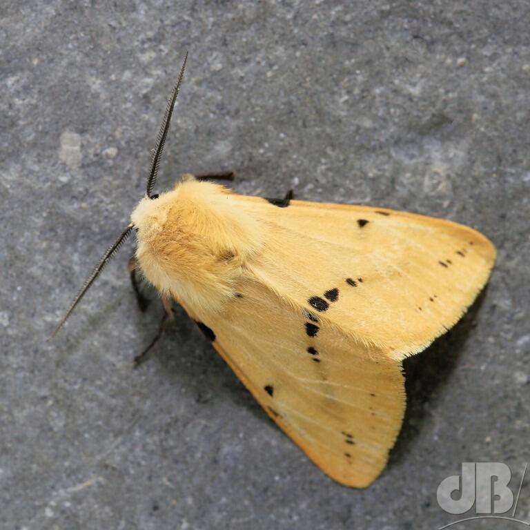 Buff Ermine (<em>Spilosoma lutea</em>)