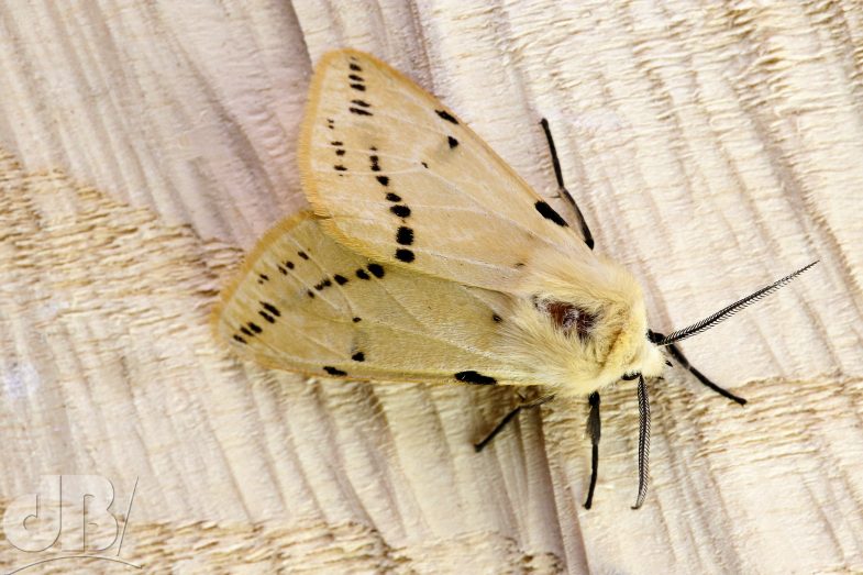 Buff Ermine (<em>Spilosoma lutea</em>)