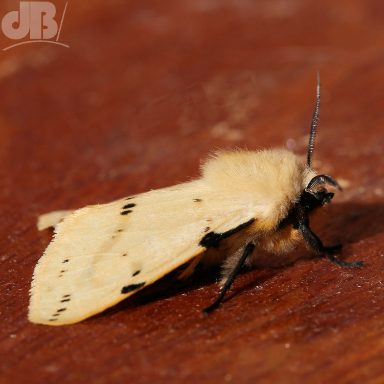 Buff Ermine (<em>Spilosoma lutea</em>)
