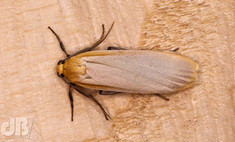 Buff Footman (<em>Eilema depressa</em>)