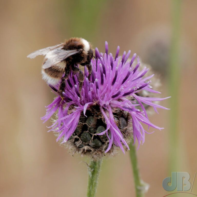Buff-tailed Bumblebee (<em>Bombus terrestris</em>)
