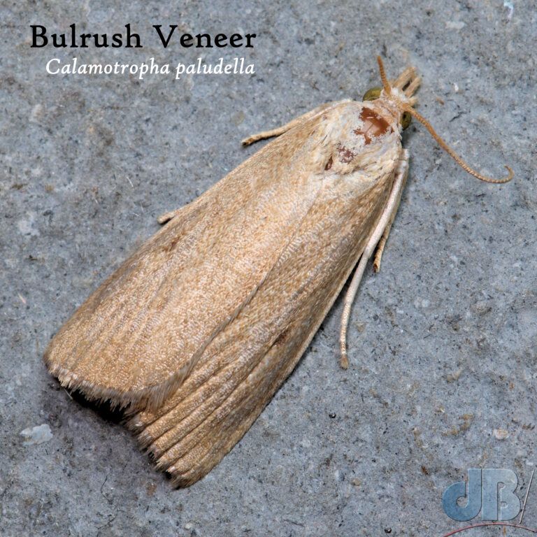 Bulrush Veneer (<em>Calamotropha paludella</em>)