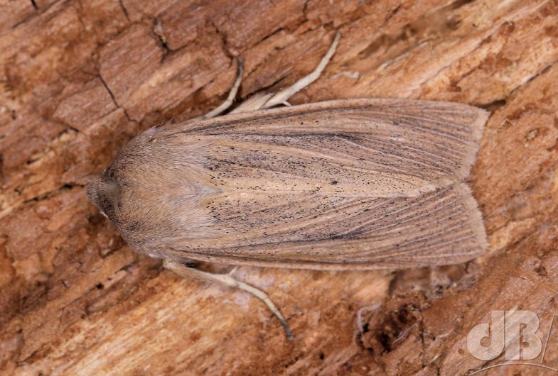 Large  Wainscot (<em>Rhizedra lutosa</em>)