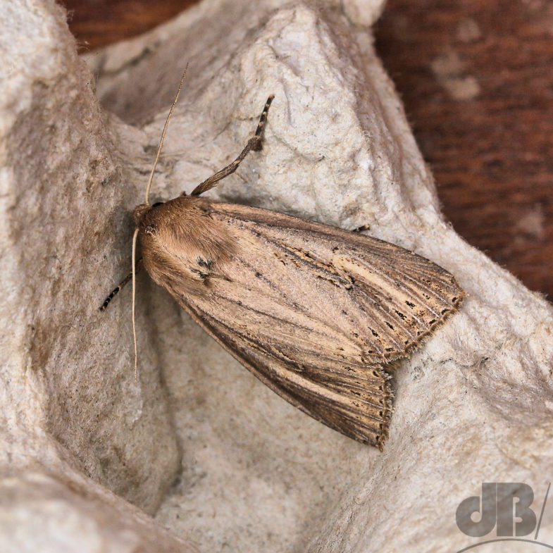Bulrush Wainscot (<em>Nonagria typhae</em>)
