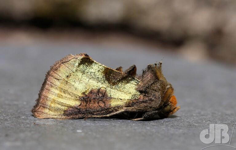 Burnished Brass (<em>Diachrysia chrysitis</em>)