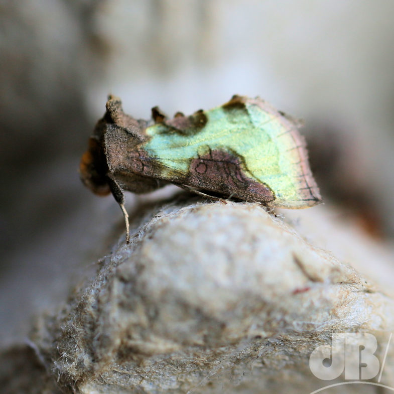 Burnished Brass (<em>Diachrysia chrysitis</em>)