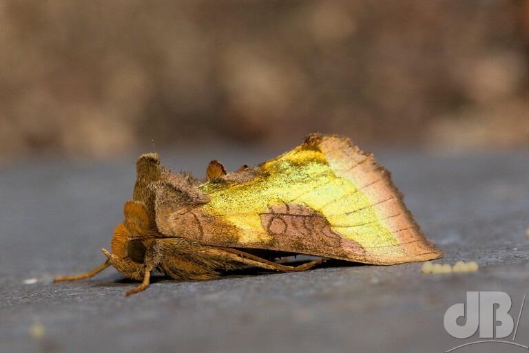 Burnished Brass (<em>Diachrysia chrysitis</em>)