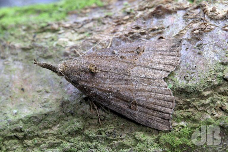 Buttoned Snout (<em>Hypena rostralis </em>)