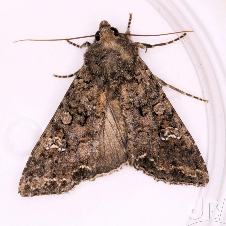 Cabbage Moth (<em>Mamestra brassicae</em>)
