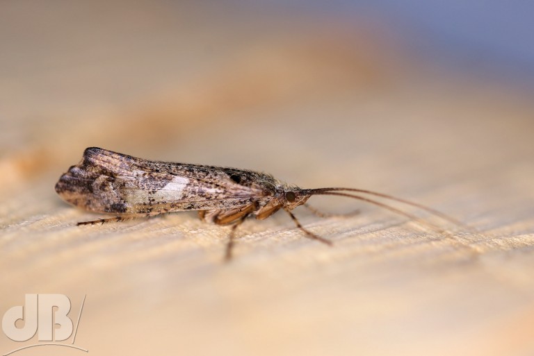 A caddisfly (<em>Glyphotaelius pellucidus</em>)