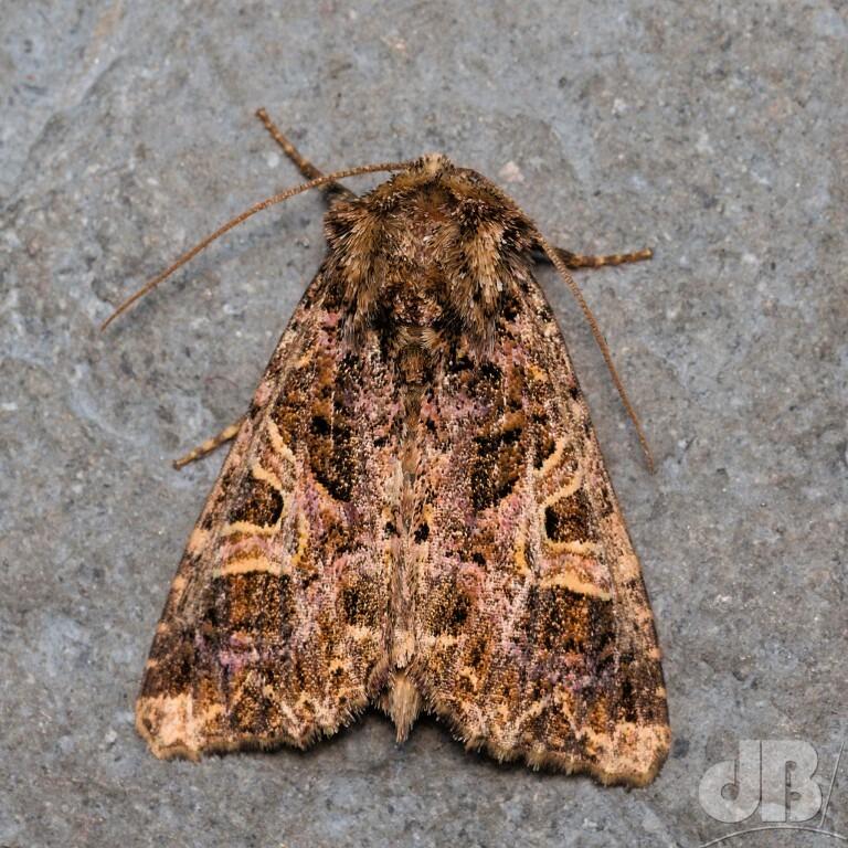 The Campion (<em>Sideridis rivularis</em>)
