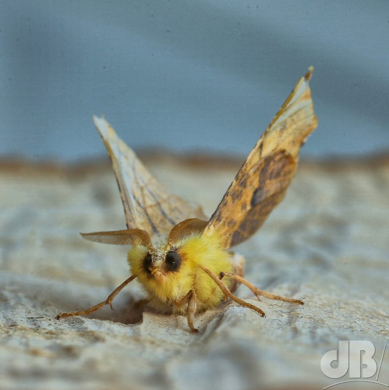Canary-shouldered Thorn (<em>Ennomus alniaria</em>)