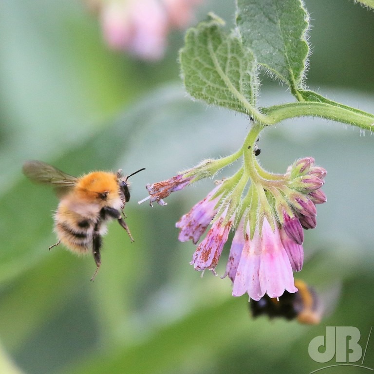 Common Carder Bee (<em>Bombus pascuorum</em>)