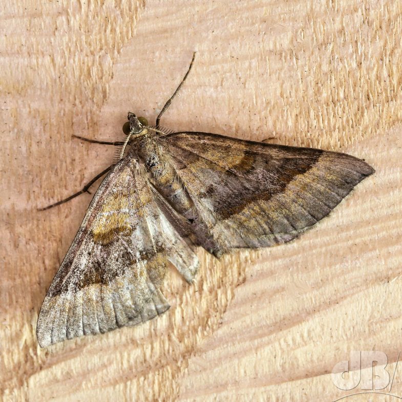 Shaded Broad-bar (<em>Scotopteryx chenopodiata</em>)