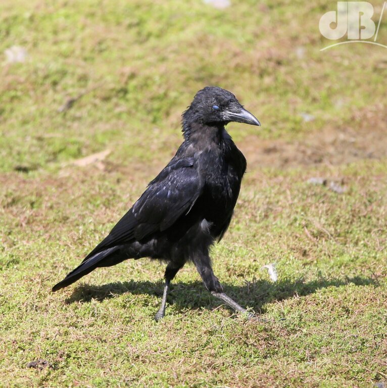 Carrion Crow (<em>Corvus corone</em>)