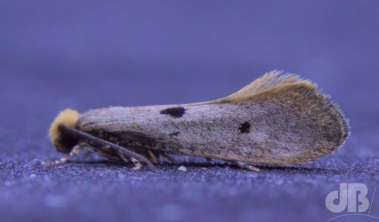 Bird's Nest Moth (<em>Tinea trinotella</em>)