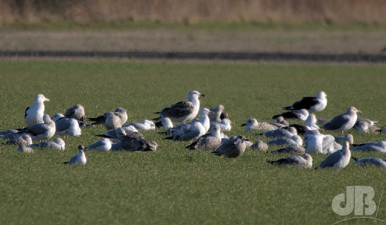 Caspian Gull (<em>Larus cachinnans</em>)