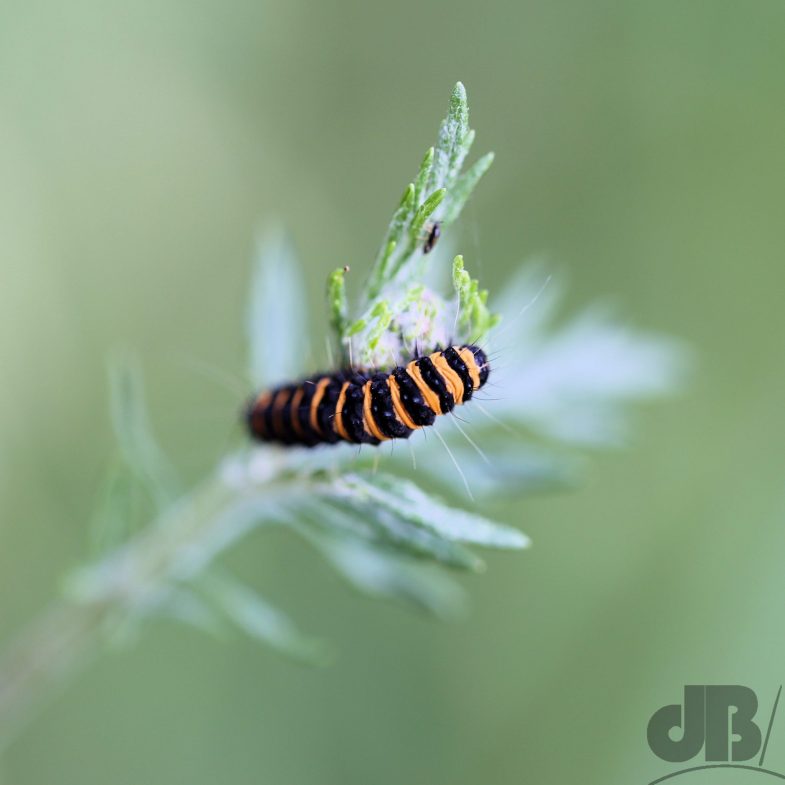 Larva of The Cinnabar (<em>Tyria jacobaeae</em>)