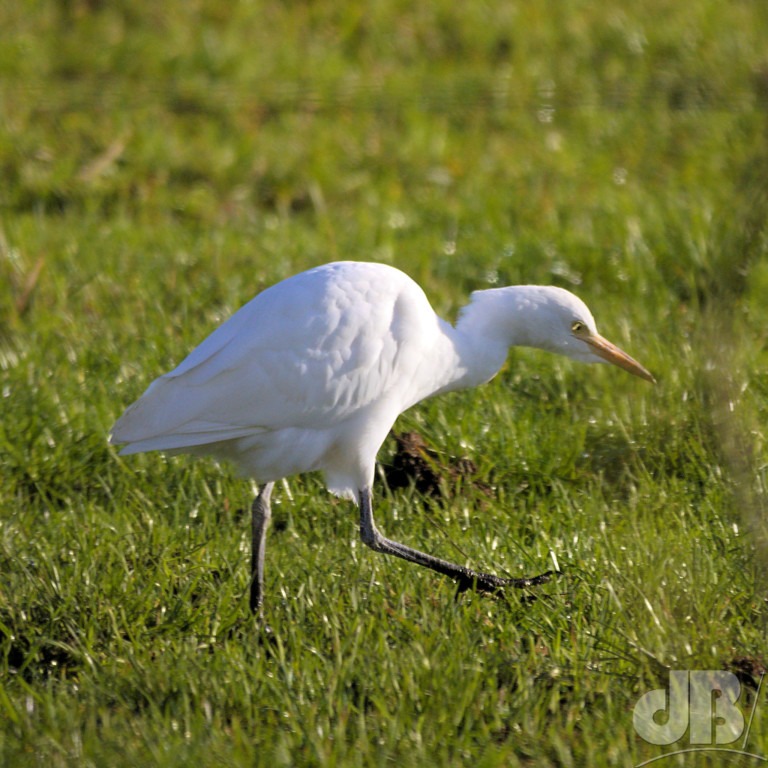 Cattle Egret (<em>Bubulcus ibis</em>)