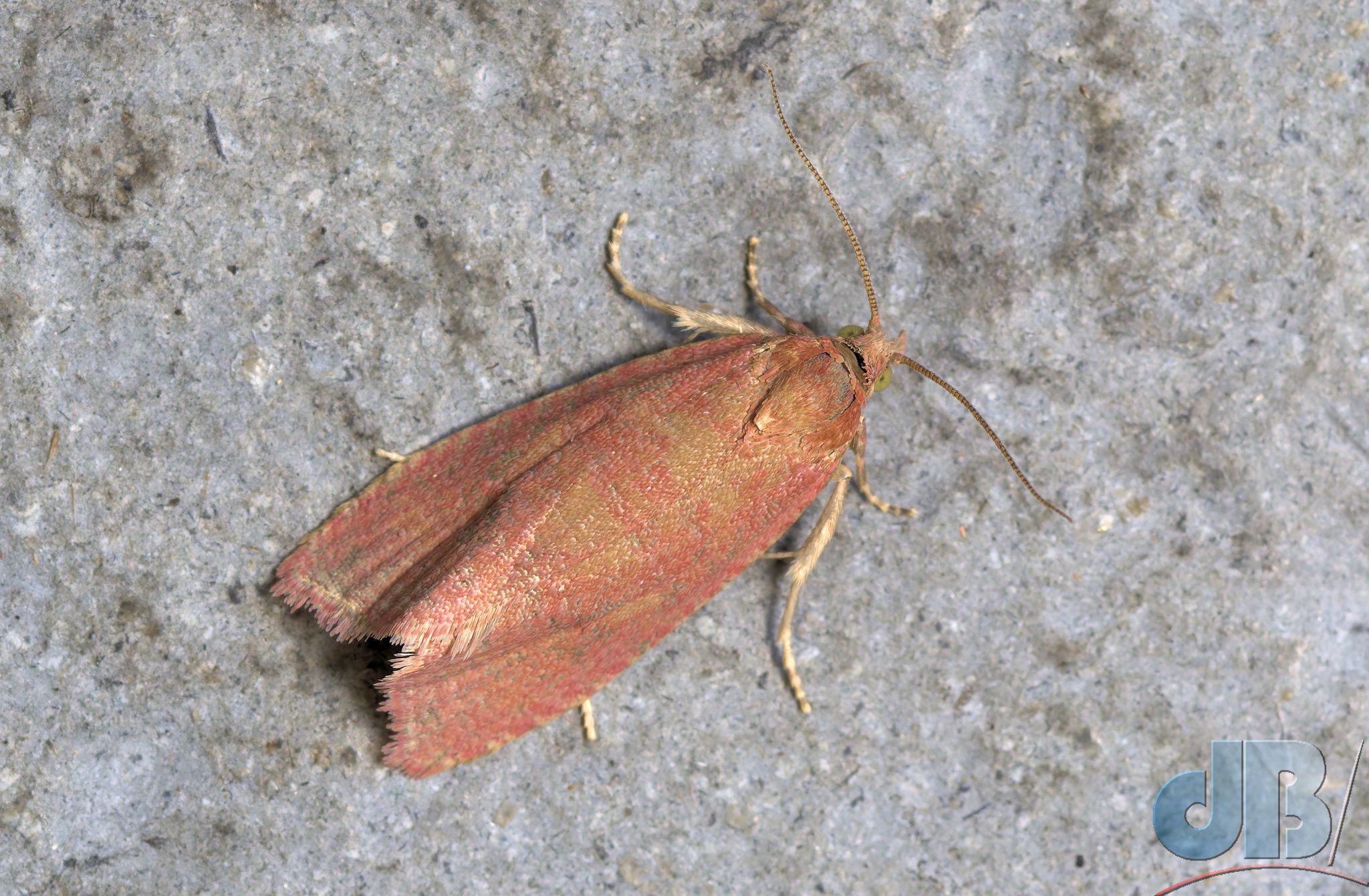 Roseate Marble (<em>Celypha rosaceana</em>)