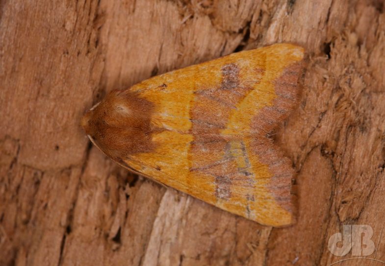 Centre-barred Sallow (<em>Atethmia centrago</em>)