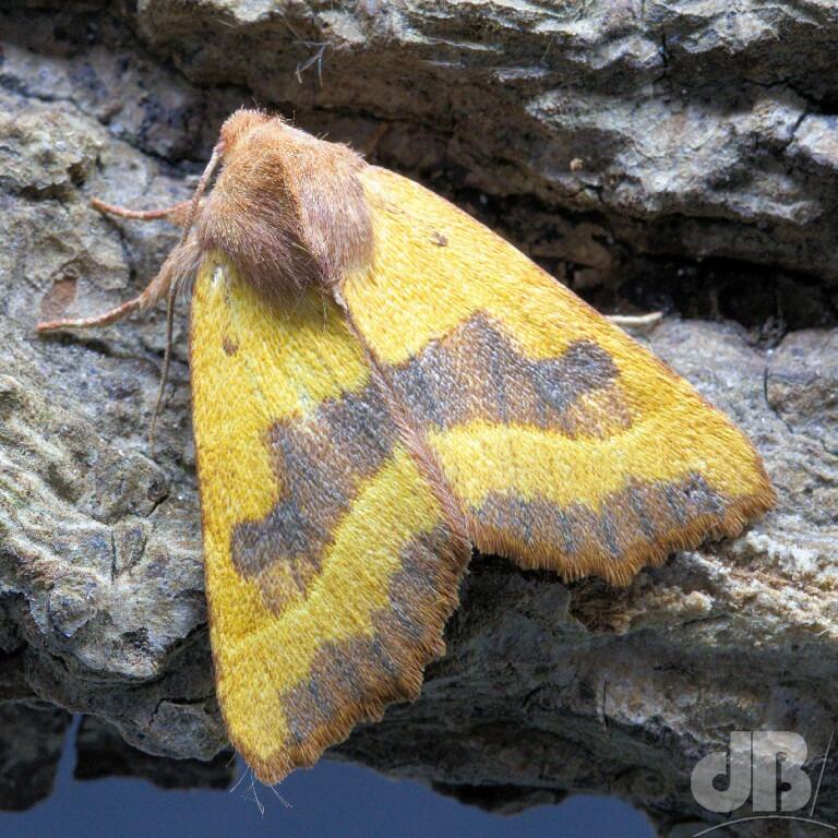 Centre-barred Sallow (<em>Atethmia centrago</em>)
