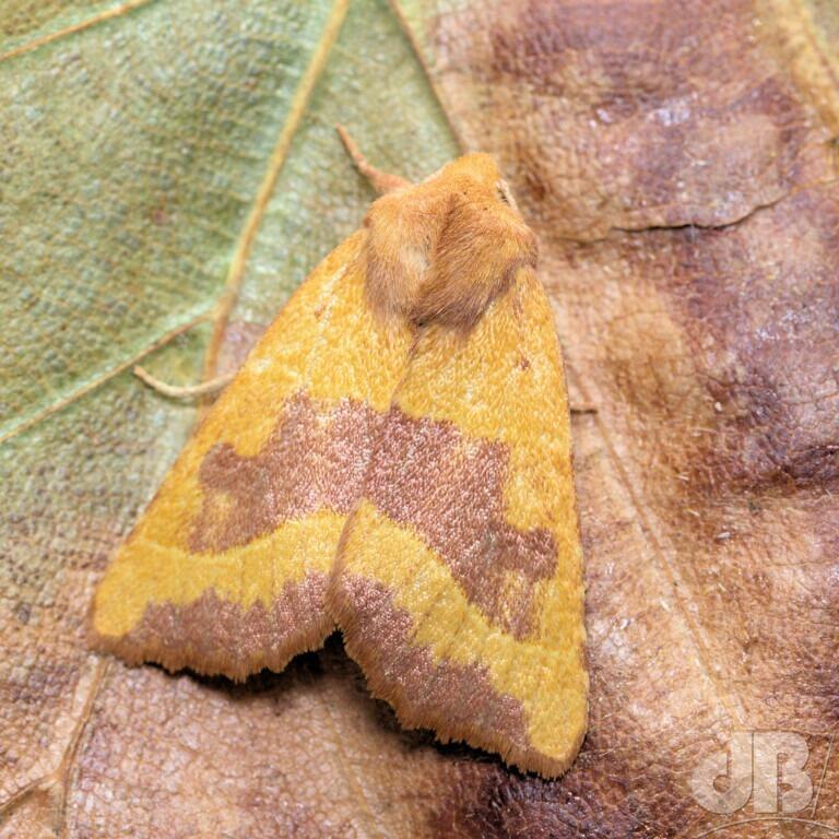 Centre-barred Sallow (<em>Atethmia centrago</em>)