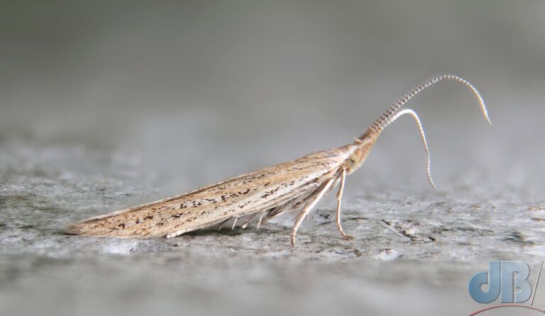 Chenopod Casebearer (<em>Coleophora versurella</em>)