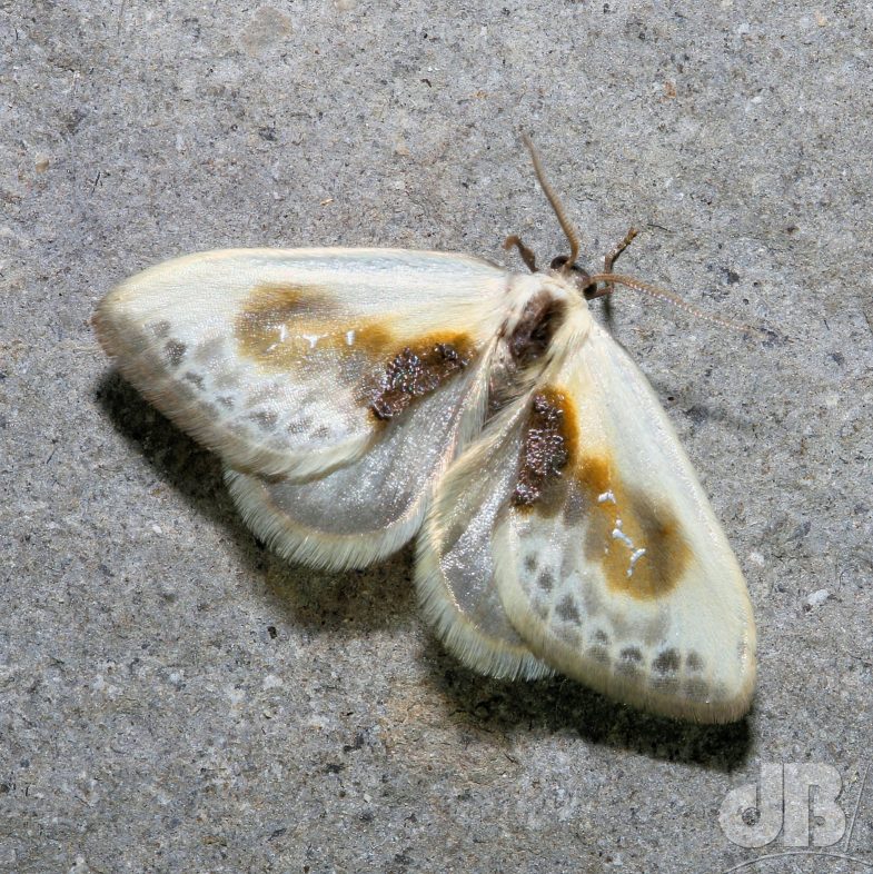 Chinese Character (<em>Cilix glaucata</em>)