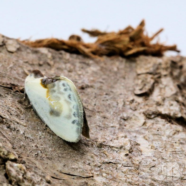 Chinese Character (<em>Cilix glaucata</em>)