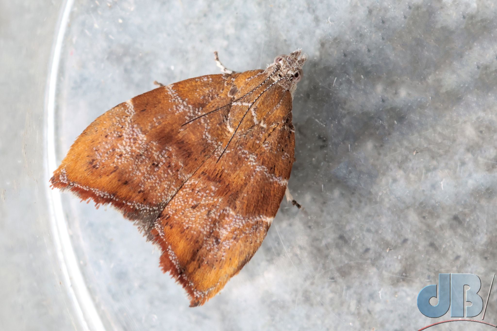 Fig-leaf Skeletoniser (<em>Choreutis nemorana</em>)