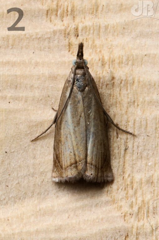 Grass moth (<em>Chrysoteuchia culmella</em>)