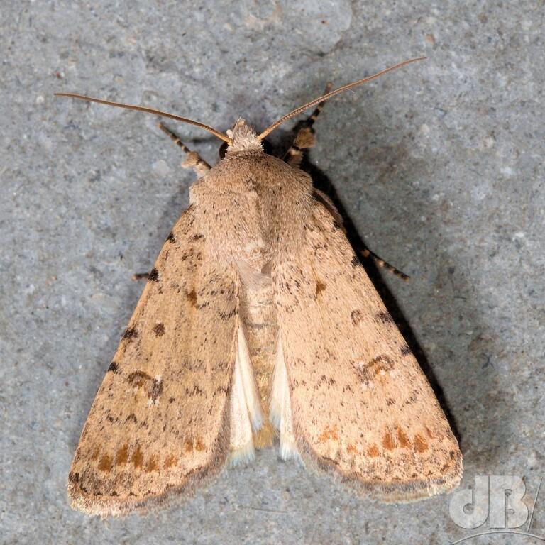 Pale Mottled Willow (<em>Caradrina clavipalpis</em>)