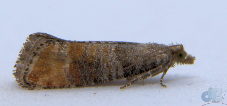 Pine Leaf-mining Moth (<em>Clavigesta purdeyi</em>)