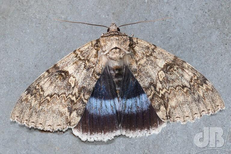 Clifden Nonpareil (<em>Catocala fraxini </em>)