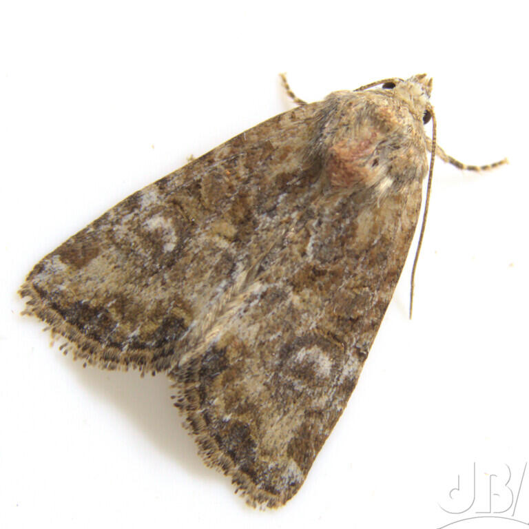 Cloaked Minor (<em>Mesoligia furuncula</em>)