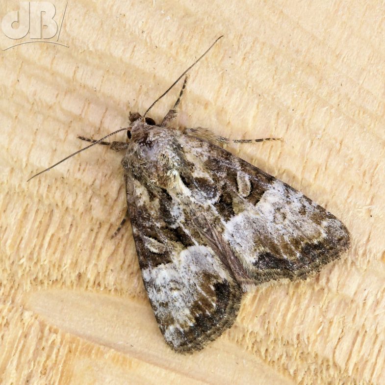 Cloaked Minor (<em>Mesoligia furuncula</em>)