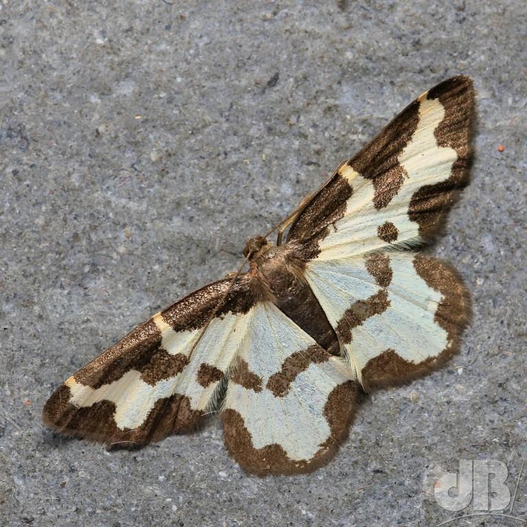 Clouded Border (<em>Lomaspilis marginata</em>)