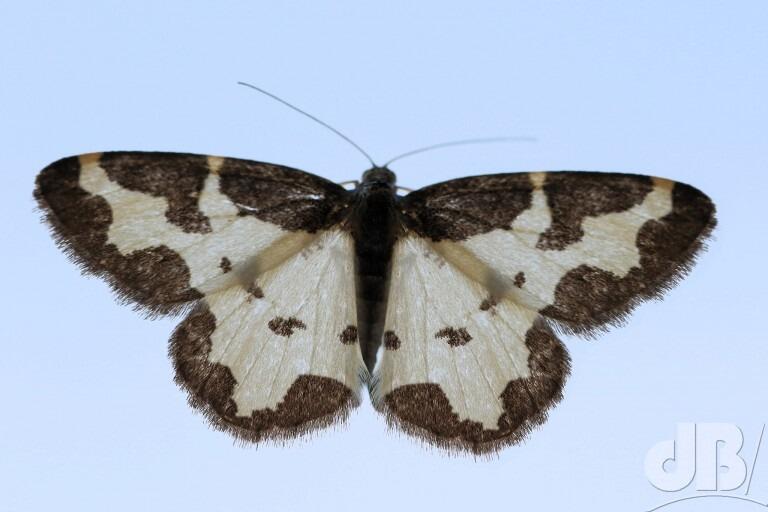 Clouded Border (<em>Lomaspilis marginata</em>)