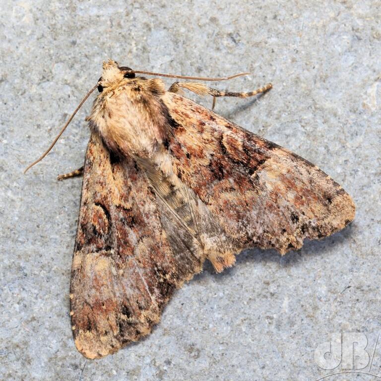 Clouded Brindle (<em>Apamea epomidion</em>)