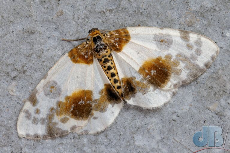 Clouded Magpie (<em>Abraxas sylvata</em>)