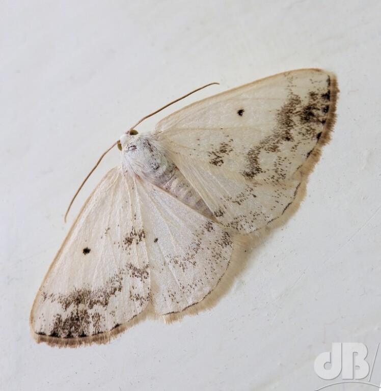 Clouded Silver (<em>Lomographa temerata</em>)