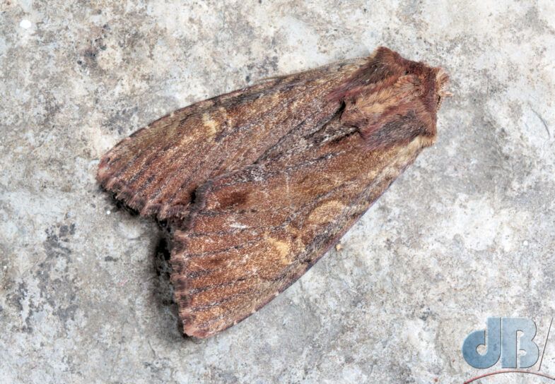 Clouded-bordered Brindle (<em>ab. combusta</em>) (<em>Apamea crenata</em>)