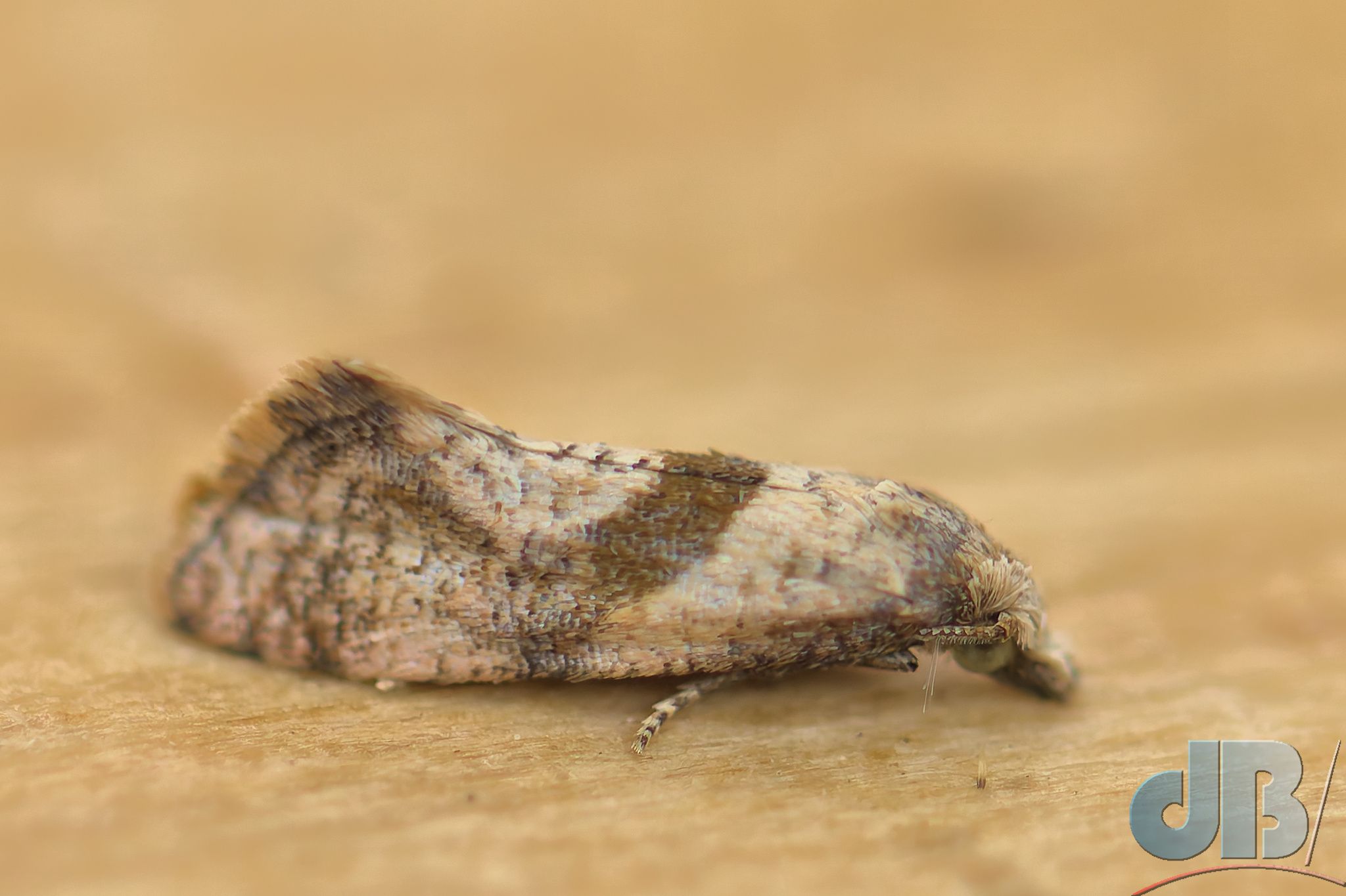 Chamomile Straw (<em>Cochylidia implicitana</em>)