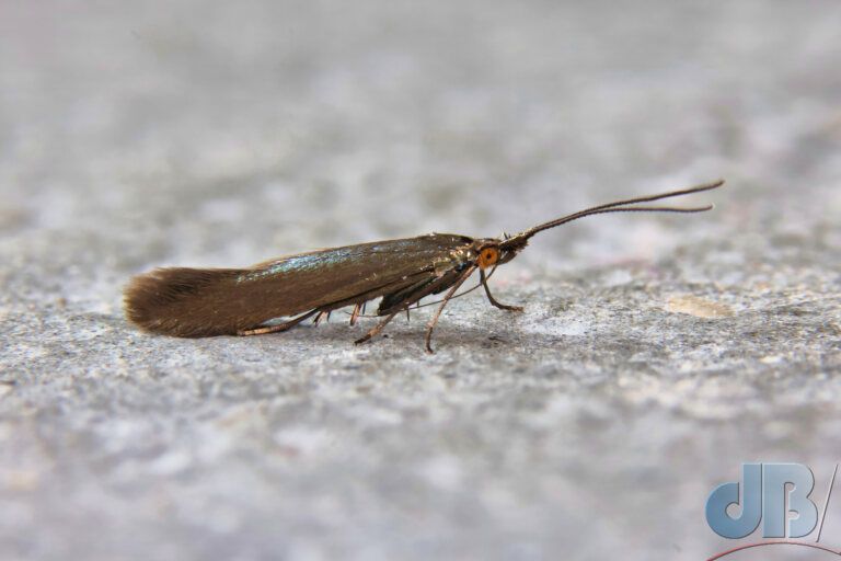 Red-clover Case Bearer (<em>Coleophora amethystinella</em>)