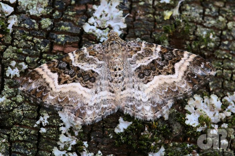 Common Carpet (<em>Epirrhoe alternata</em>)