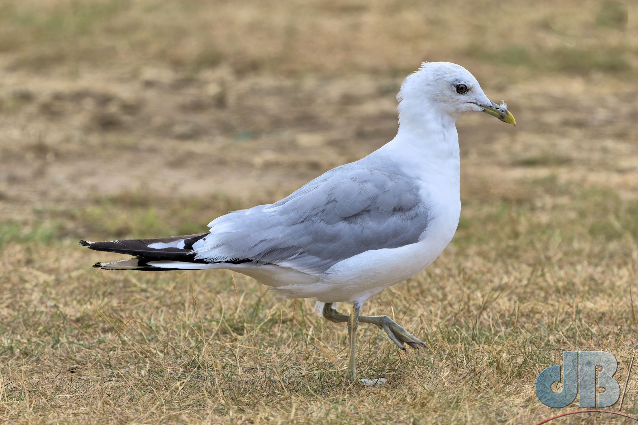 Common Gull (<em>Larus canus</em>)