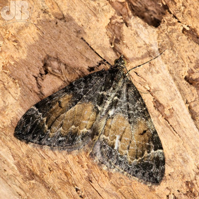 Common Marbled Carpet (<em>Dysstroma truncata</em>)