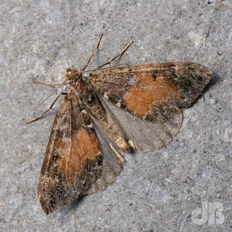 Common Marbled Carpet (<em>Dysstroma truncata</em>)