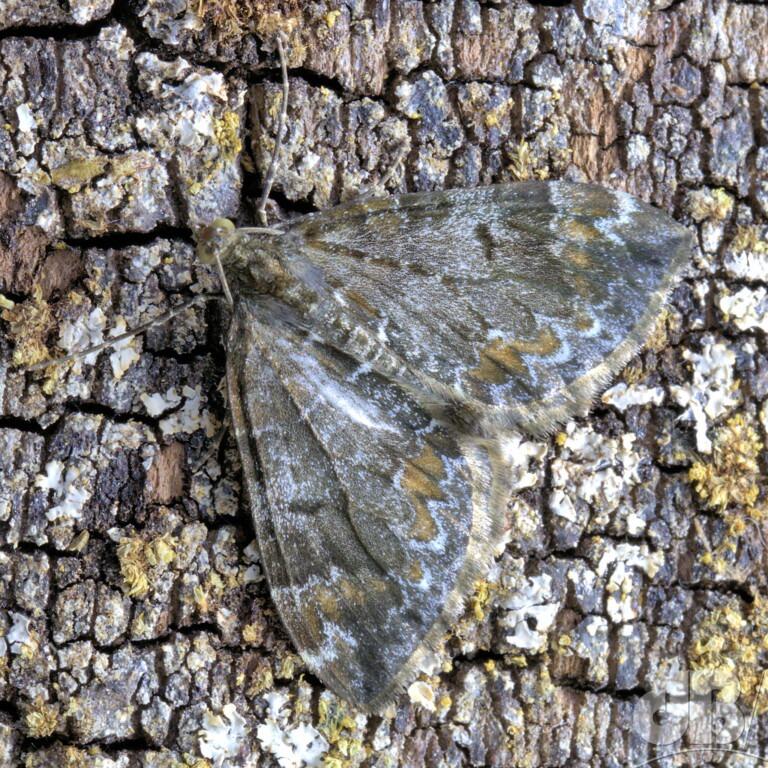 Common Marbled Carpet (<em>Dysstroma truncata</em>)